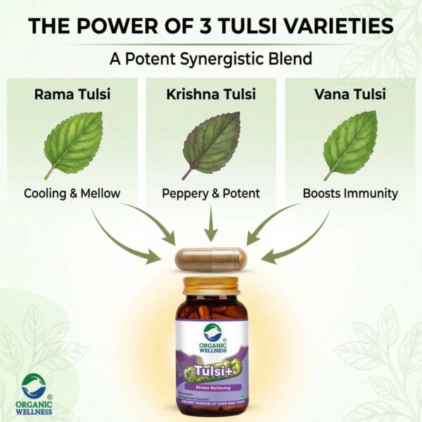 Key health benefits and wellness features of Organic Wellness Tulsi+ 90 Capsules