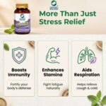 100% natural organic ingredients and herbal extracts in Organic Wellness Tulsi+ 90 Capsules